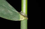 Reed canarygrass